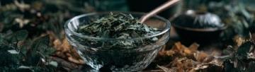 常饮桑叶茶，老人可能收获三大健康好处