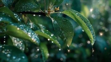雨后初晴的运动日记:农历五月二十,公历6月15日