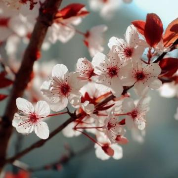 春日养生攻略:顺应时令,春季保健全解析