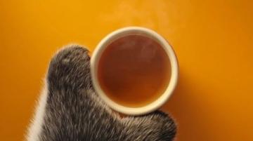 秋季养生茶来一壶:小熊养生壶贴心“点茶