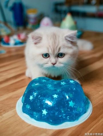 中医惊爆:小猫日常生活中的养生妙招