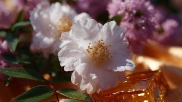 日常常喝的花茶全解析从养生到品鉴,一篇读懂舌尖上的花香