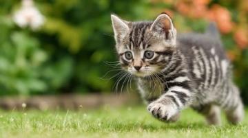 中医惊爆:小猫日常生活中的养生妙招