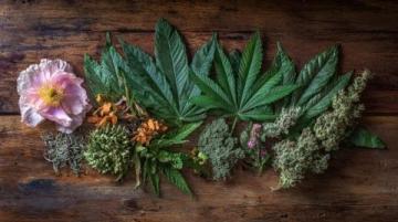 艾草的多重用途:从医疗到美食,传统草药的全面应用指南