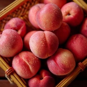 五指毛桃：岭南药膳宝典的养生与安全指引