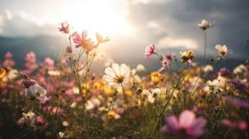 春季花疗养生秘诀大揭秘：真伪辨析！