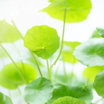 春季养生指南:中医专家解读疏肝健脾之道
