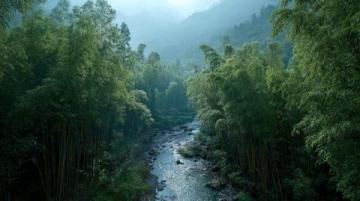 绿意秘境:浙江安吉竹海的植物精气养生之旅——深入探索自然的疗愈力量