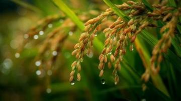 谷雨后养生全攻略(谷雨养生零食)