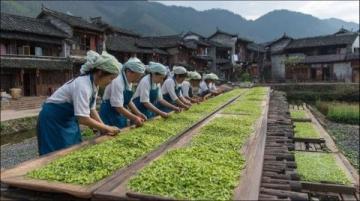长寿村之旅,追寻生命的真谛与健康