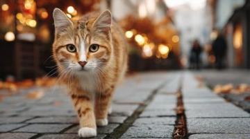 猫咪秘籍:探寻六招优雅养生活,焕发生命活力