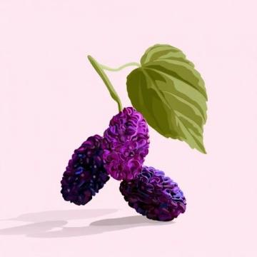 两款桑椹养生饮,为中老年人的秋天增添活力!