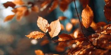 秋季如何润燥护肺?五行养生指南来帮忙