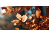 秋季如何润燥护肺？五行养生指南来帮忙