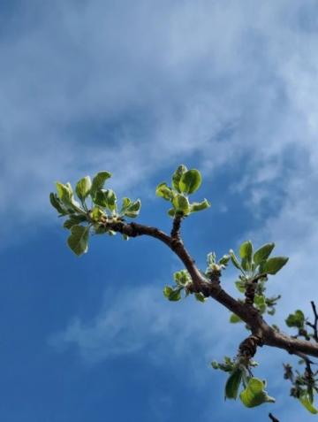 踏春赏花养生攻略,捕捉最美人间四月天!