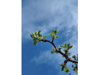 踏春赏花养生攻略，捕捉最美人间四月天！
