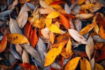 秋季养生新秘籍，守护你的健康每一天！