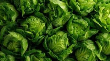低脂全植物生食的健康秘诀: 每天500-800卡的饮食之道